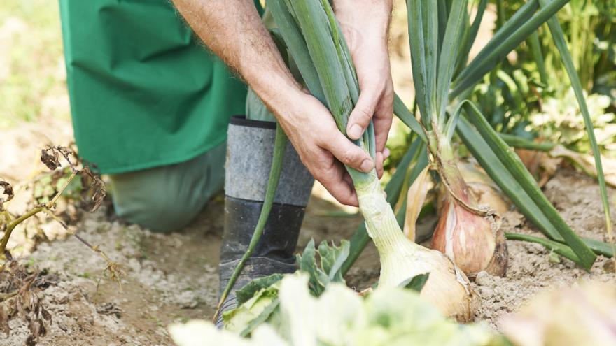 Un agricultor sevillano regala 200 toneladas de cebolla porque no es rentable venderlas