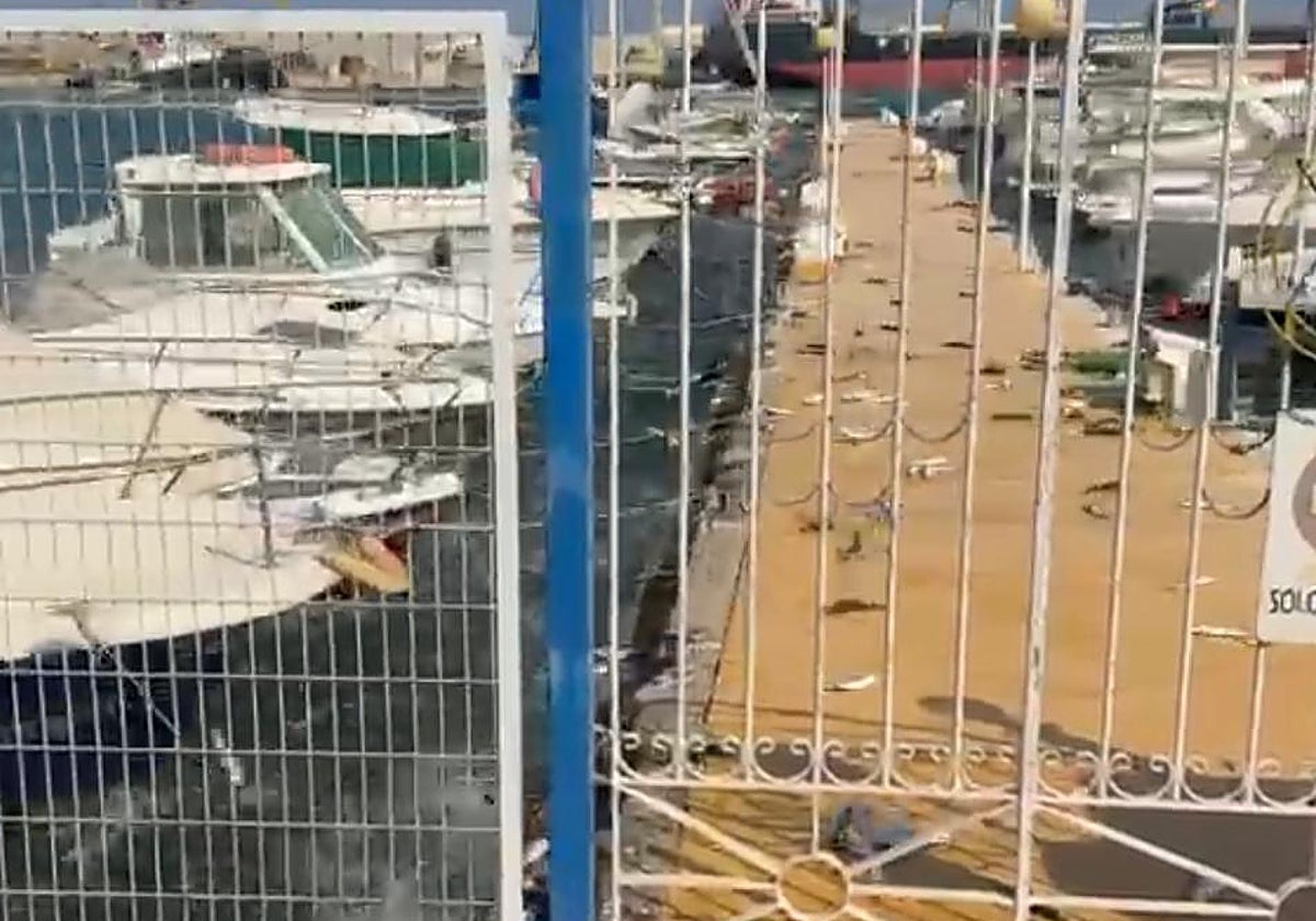 El extraño comportamiento de un banco de peces en el puerto almeriense de Garrucha