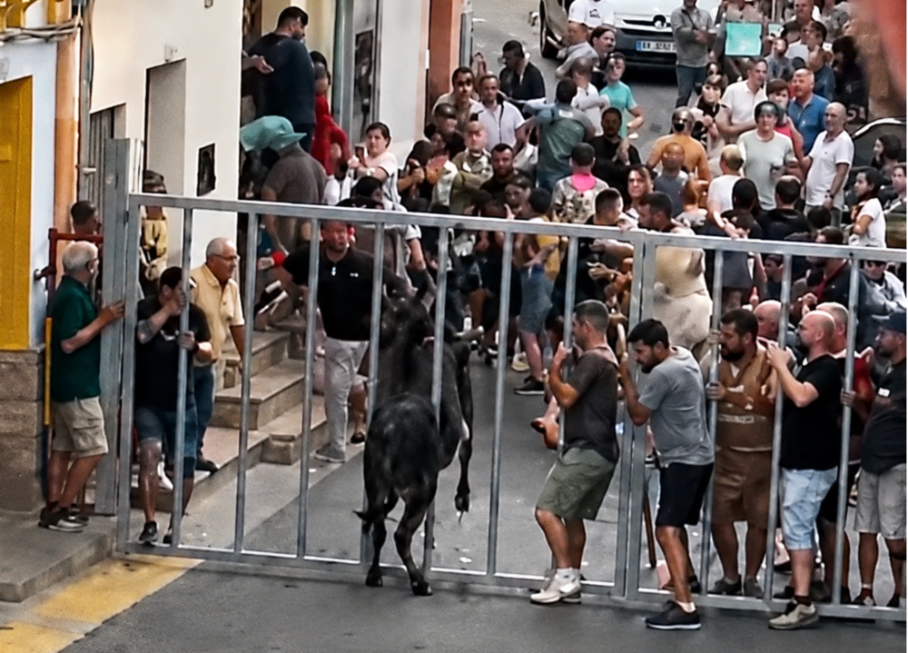 Minglanilla sigue el rastro de la vaquilla que se escapó