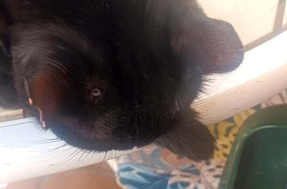 Denuncian agresiones a gatos con escopeta de perdigones
