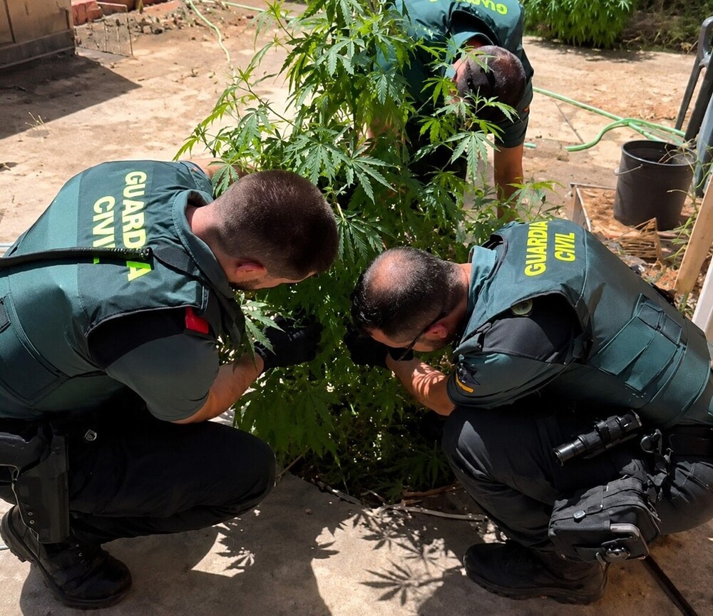Investigan a dos personas tras hallar 55 plantas de marihuana