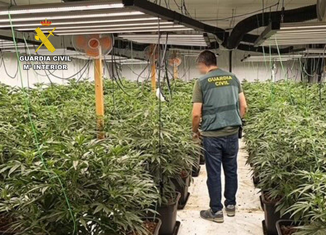Desmantelado un invernadero clandestino con más de 800 plantas de cannabis en una nave de Balsicas