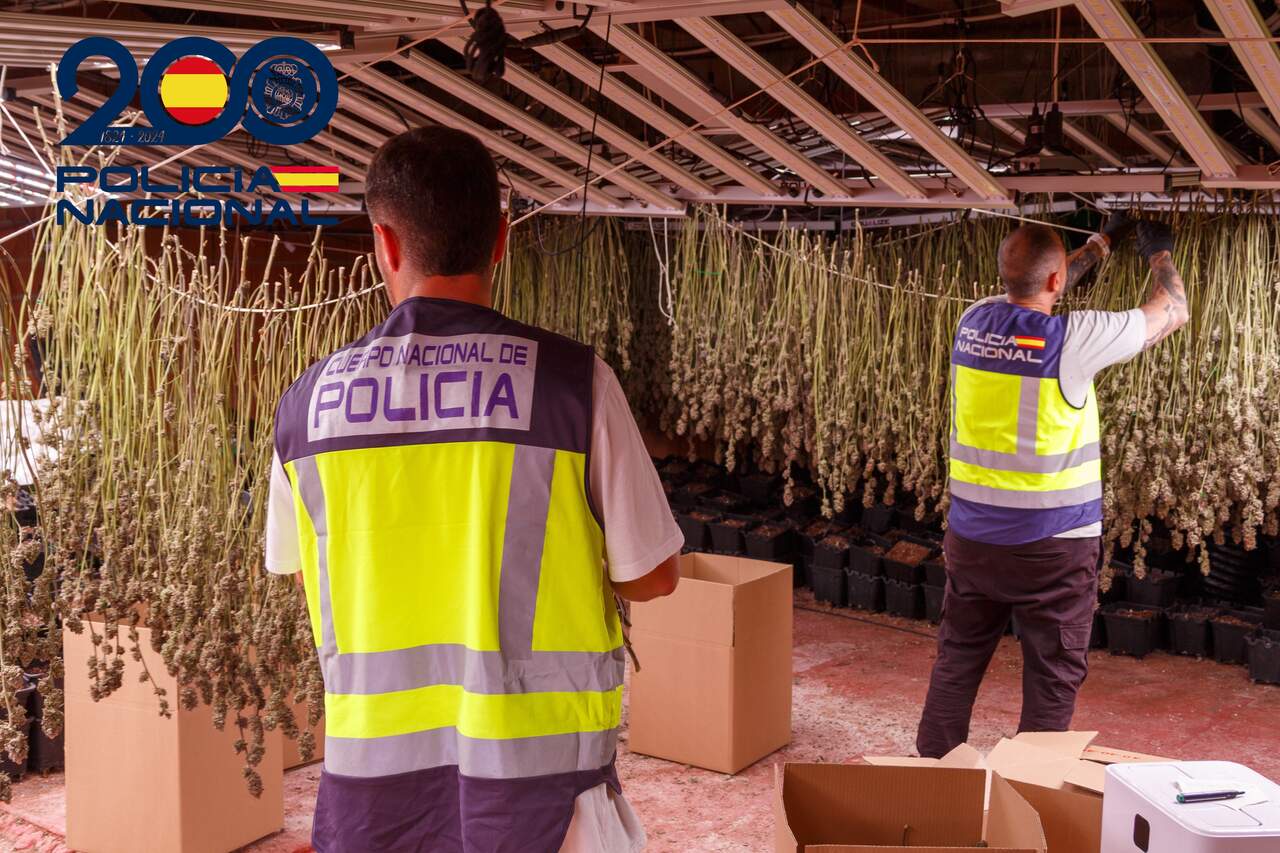 La Policía desmantela una plantación con más de 1.800 plantas de marihuana en Fortuna
