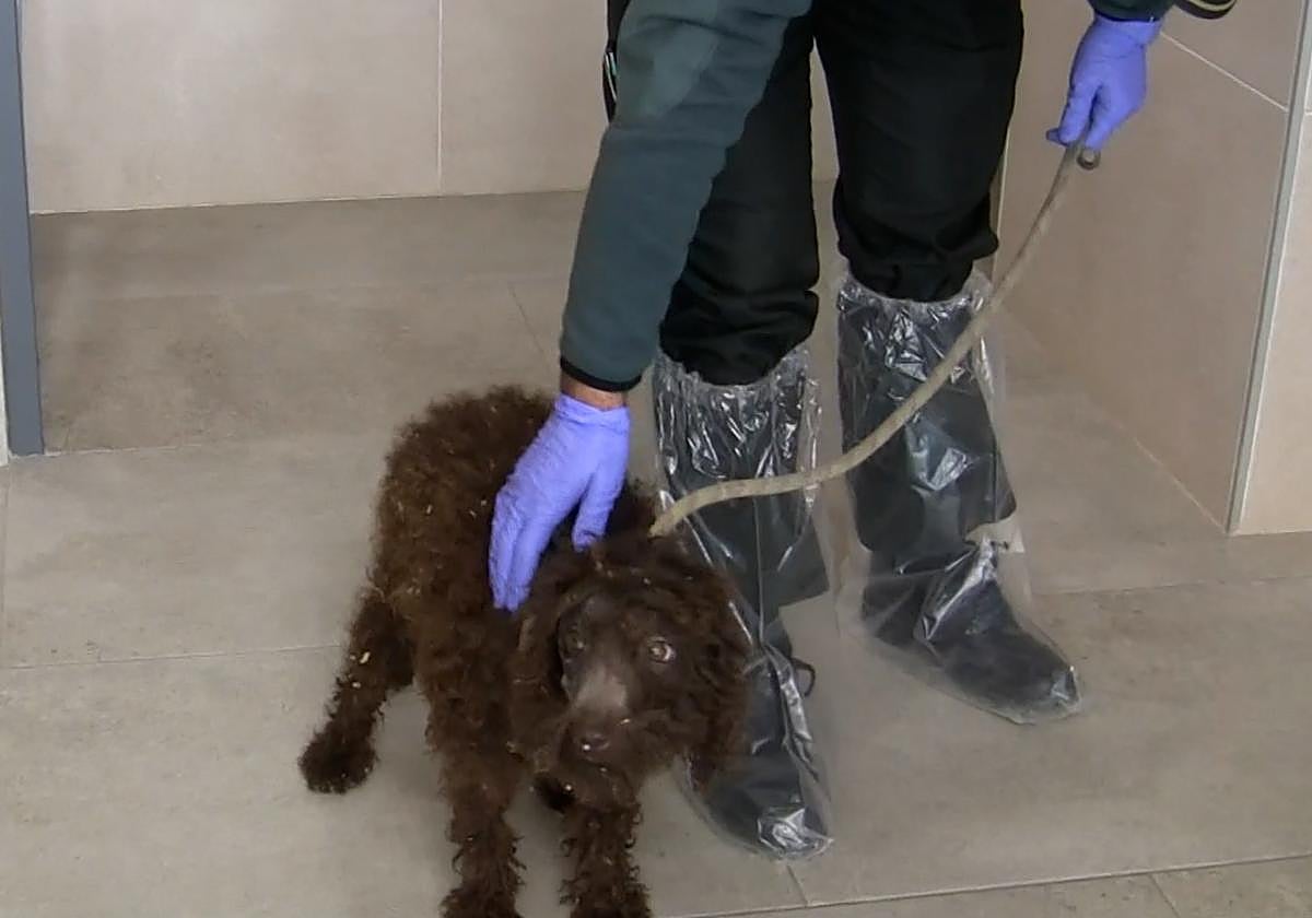 El maltratador de perros del 'criadero de los horrores' de Burgos se enfrenta a juicio