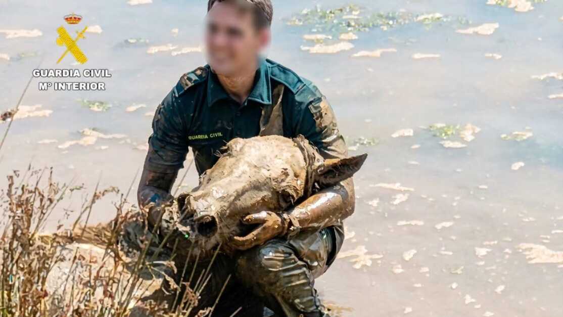 Dramático rescate en una ría: salvan a un caballo atrapado en el fango, pero otro no logra sobrevivir