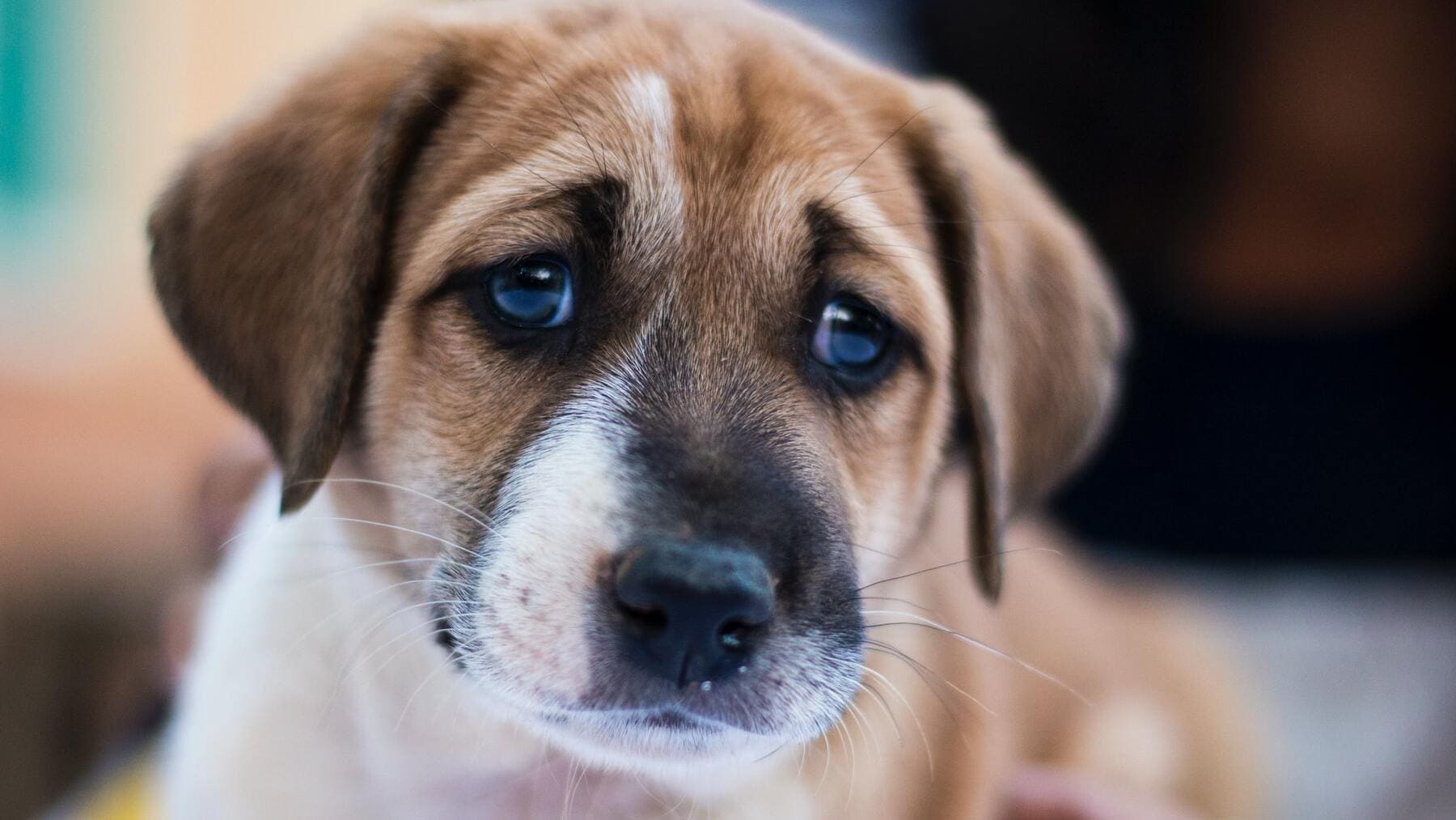 arrojar perro perra contenedor Mallorca cárcel