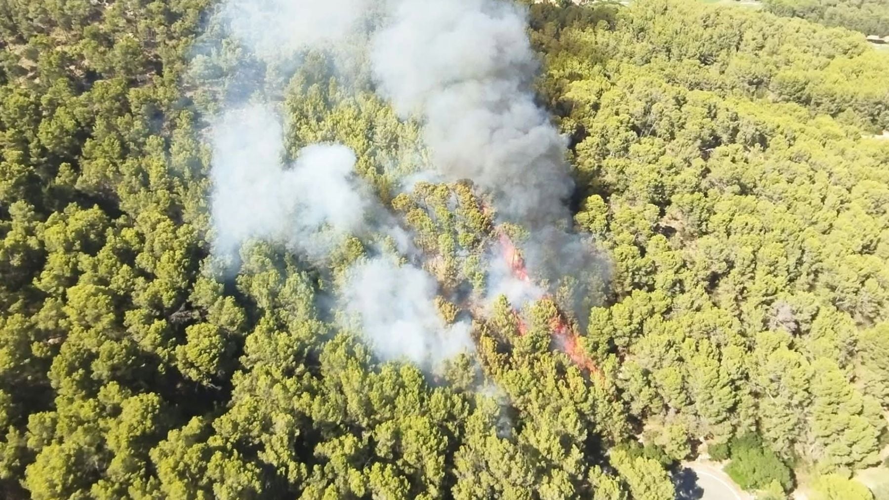 Palma incendio