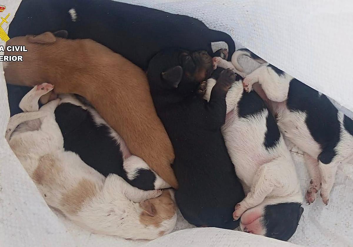 Investigan a un hombre por abandonar siete cachorros de perro en un contenedor de basura en Extremadura