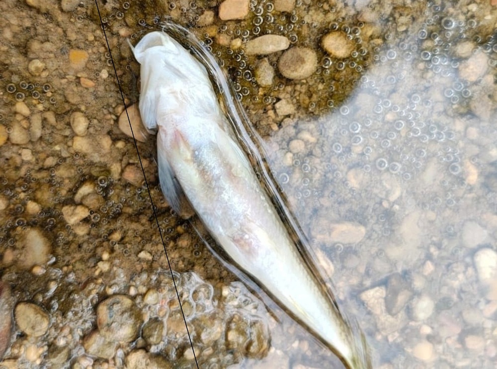 Investigan la aparición de varios peces muertos en el Júcar