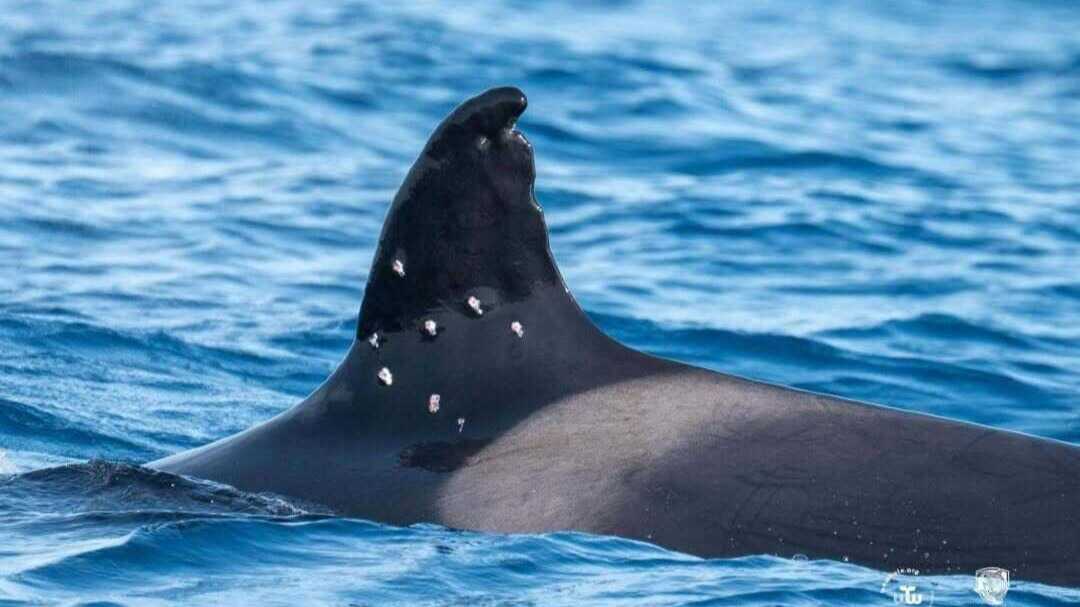 Investigan disparos contra Toñi, la orca más longeva del Estrecho y el golfo de Cádiz