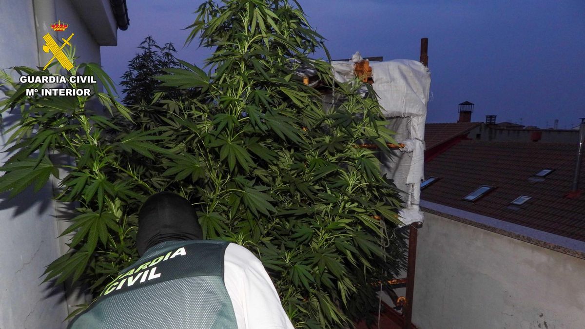 Operación antidroga en La Bañeza.