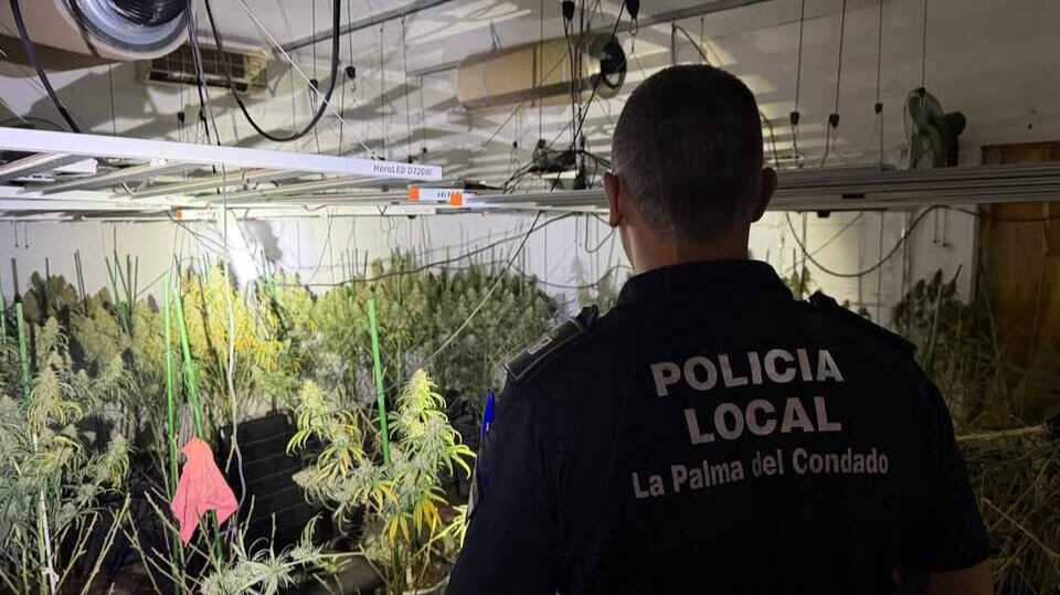 Intentó apagar el fuego y acabó descubriendo hasta 400 plantas de marihuana en La Palma