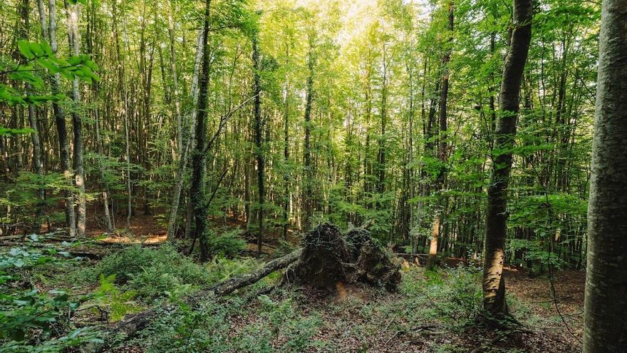 Muere un trabajador forestal en Azkotia al ser alcanzado por un tronco
