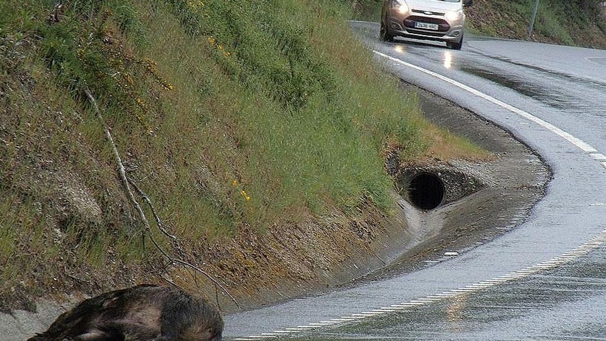 Imagen de un accidente de tráfico con implicación de un jabalí, archivo.