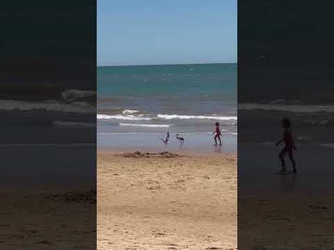 Rescatan a un flamenco que apareci&oacute; desorientado en plena orilla de Matalasca&ntilde;as. Basi Soto