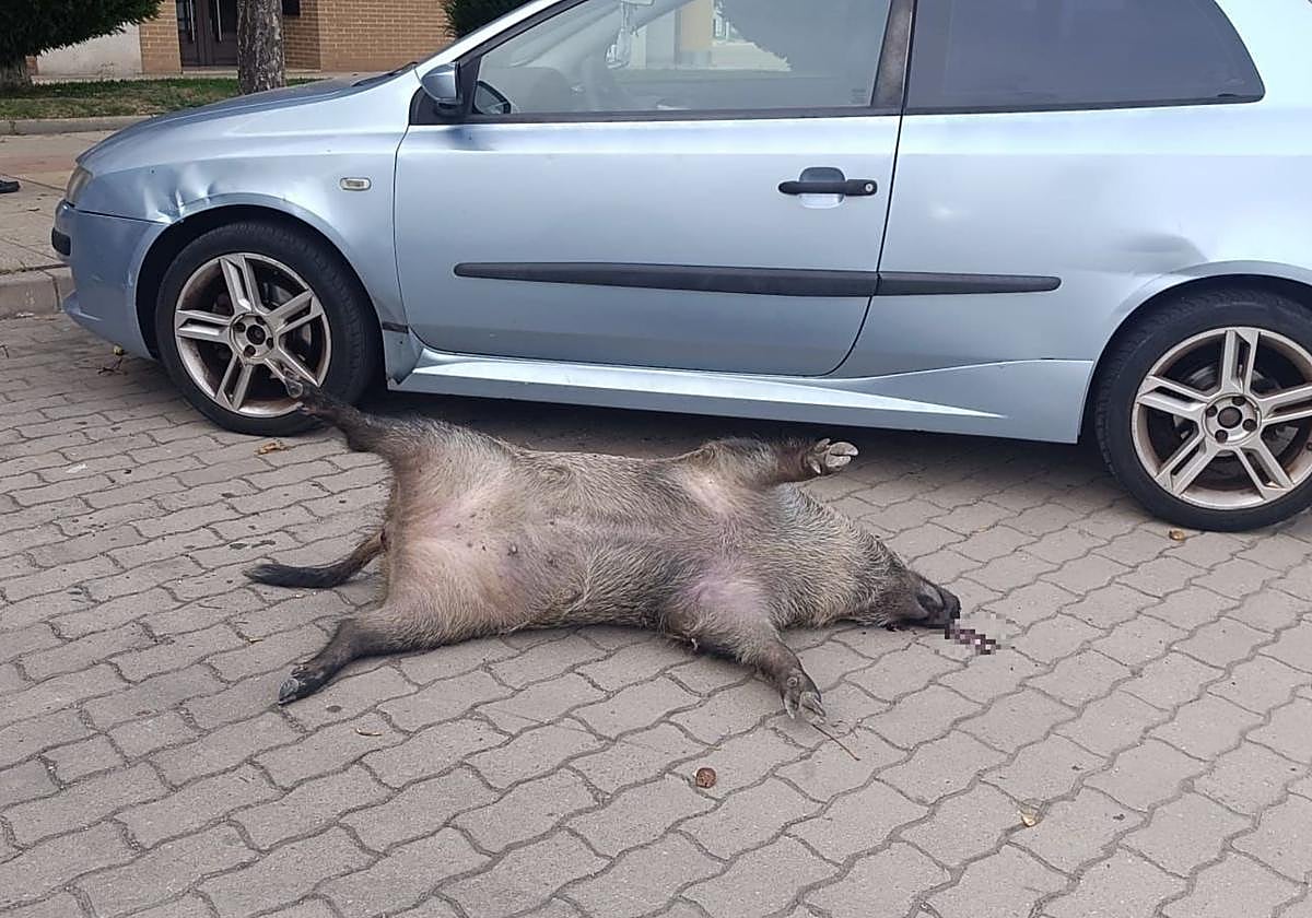 Aparece muerto un jabalí en medio de una calle de Burgos