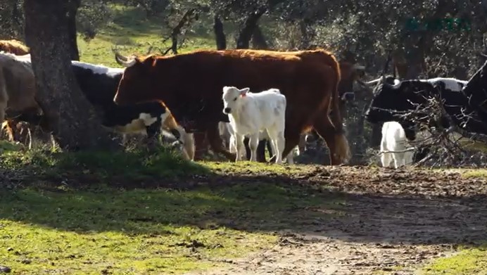 Anuncian sacrificios de animales en Álava