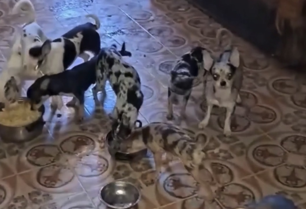 Rescatan 56 animales de una vivienda insalubre en Moratalaz