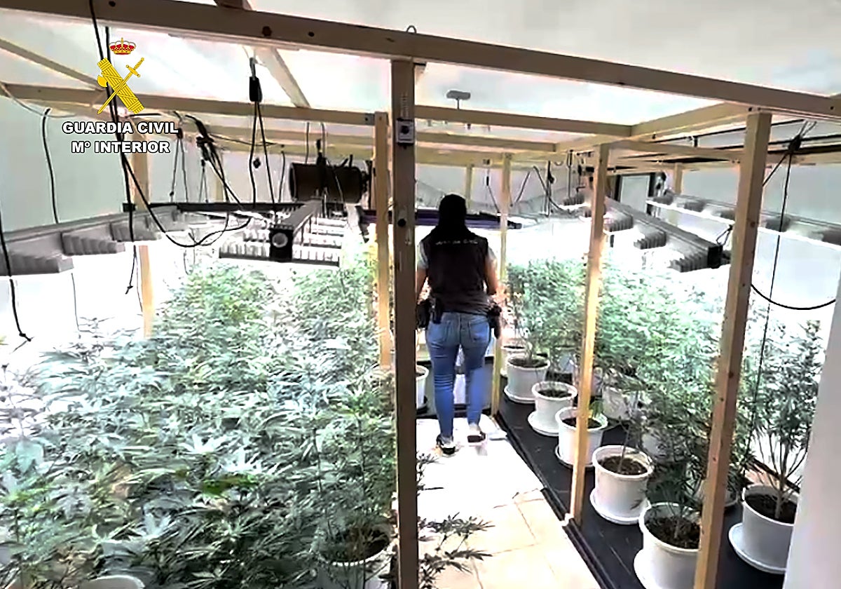 Cae una plantación de marihuana en Tacoronte: dos detenidos y más de mil euros incautados