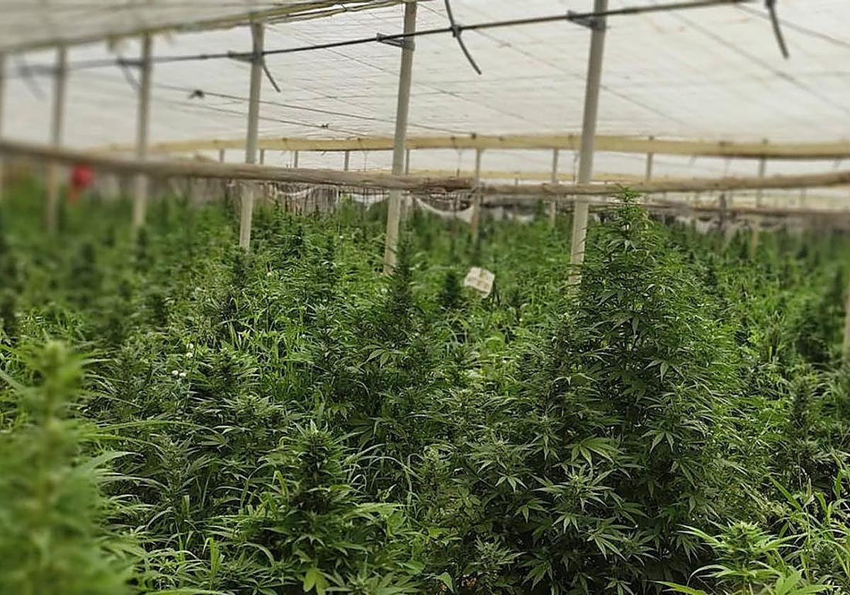 Desmantelada una compleja plantación de marihuana en Alhaurín de la Torre: tres detenidos y miles de plantas incautadas en la operación ‘Nao2026’