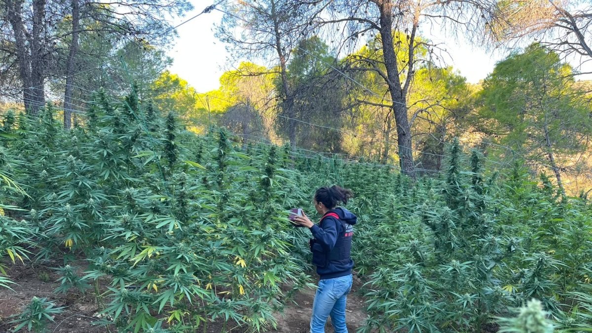 Desmantelada una plantación de 1.580 plantas de marihuana en una zona boscosa de Vilalba dels Arcs
