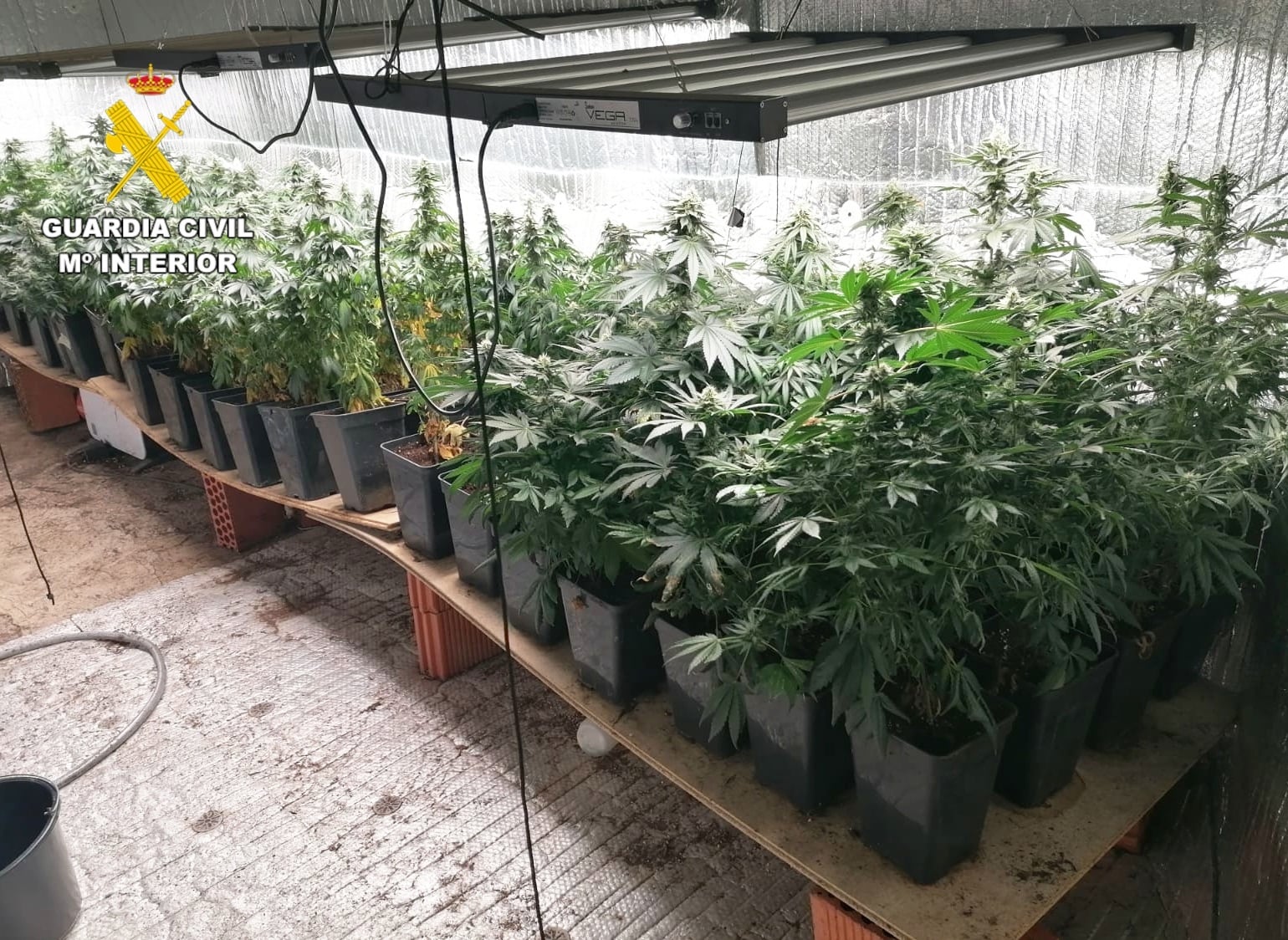 Desmantelan grupo criminal dedicado al cultivo y venta de cannabis en Madrid y Guadalajara