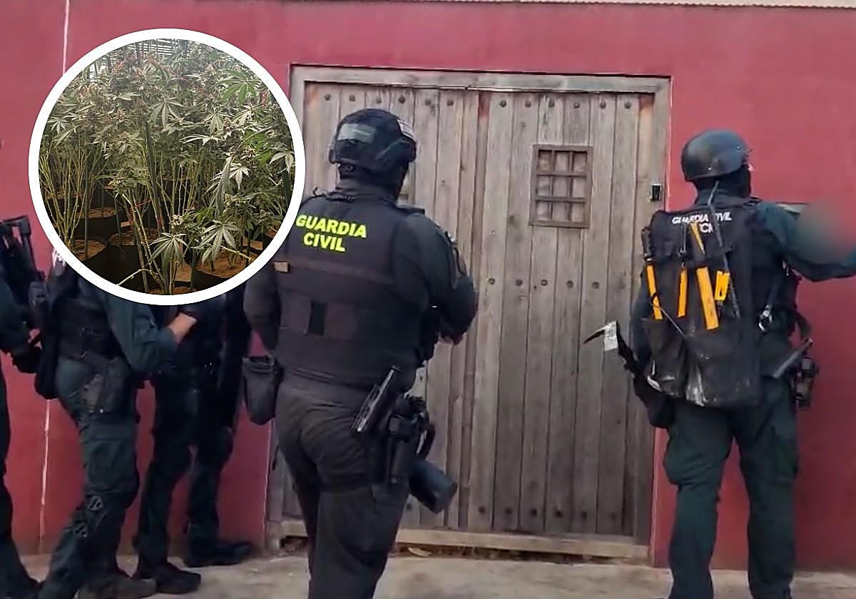 SUCESOS EN ALICANTE | Un jardín de marihuana en una casa de un pueblo de Alicante lista para cosechar