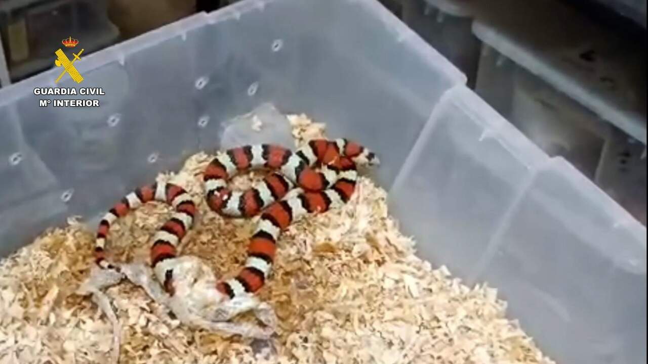 Desarticulado un grupo criminal dedicado al tráfico ilegal de especies exóticas