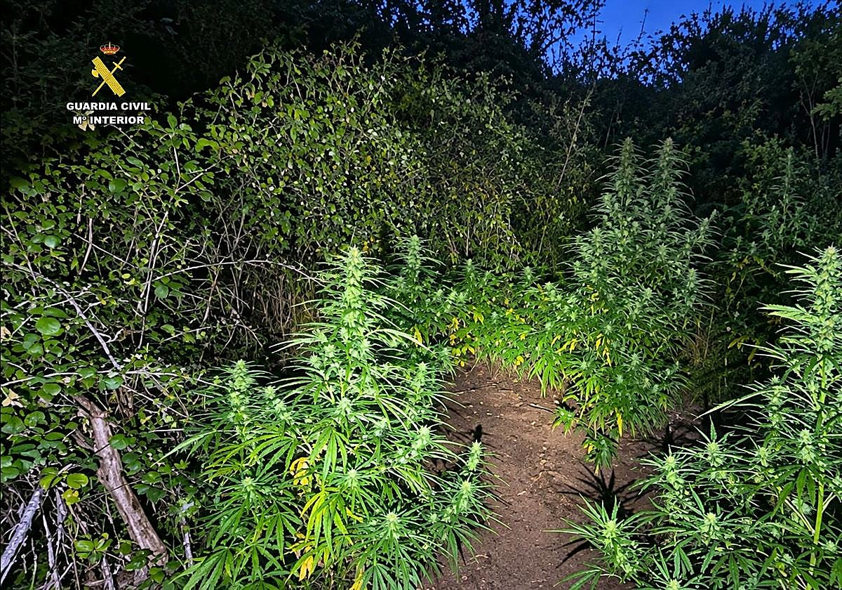 Detenido un hombre por el cultivo de marihuana en Robres del Castillo