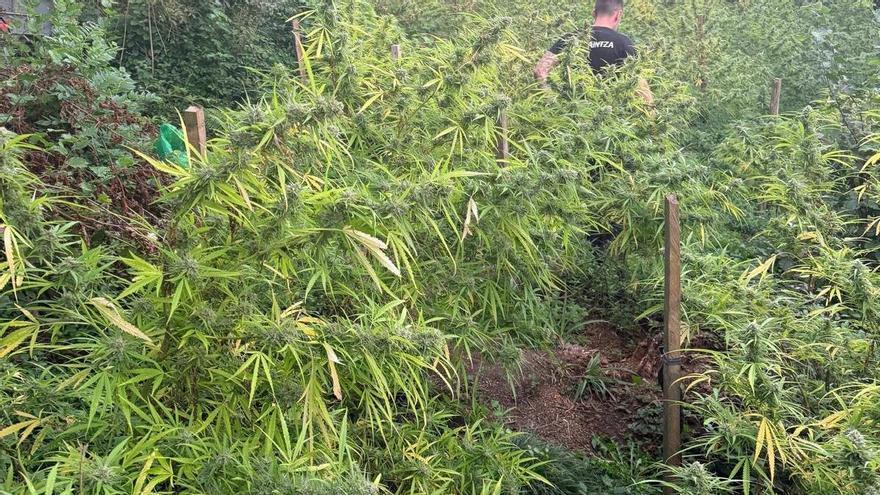 Dos detenidos en Aretxabaleta por cultivar 300 plantas de marihuana en una zona boscosa