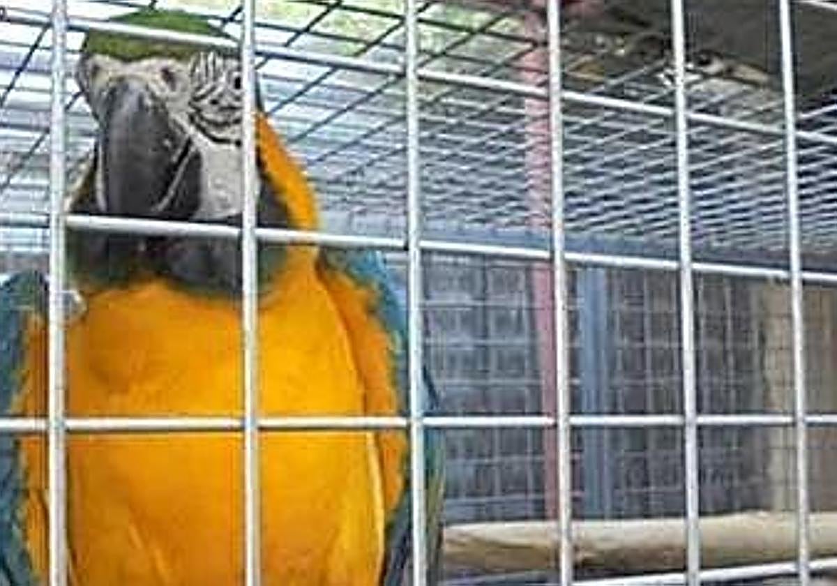 <p><strong>Detienen a un hombre en Elche por el robo de un loro valorado en 800 euros tras un allanamiento de morada</strong></p>