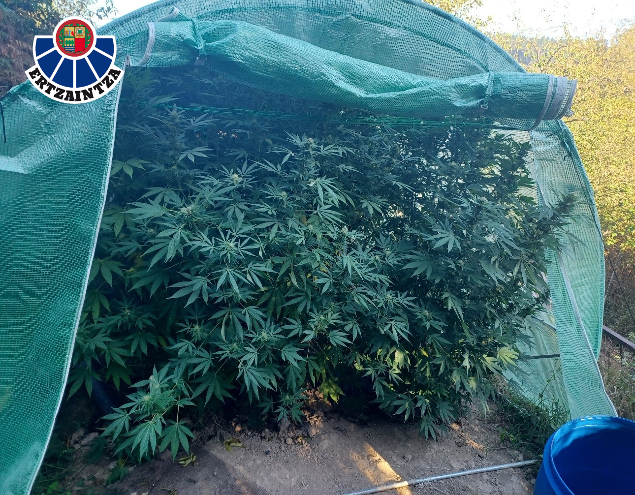Valla electrificada en Álava para una explanada de marihuana