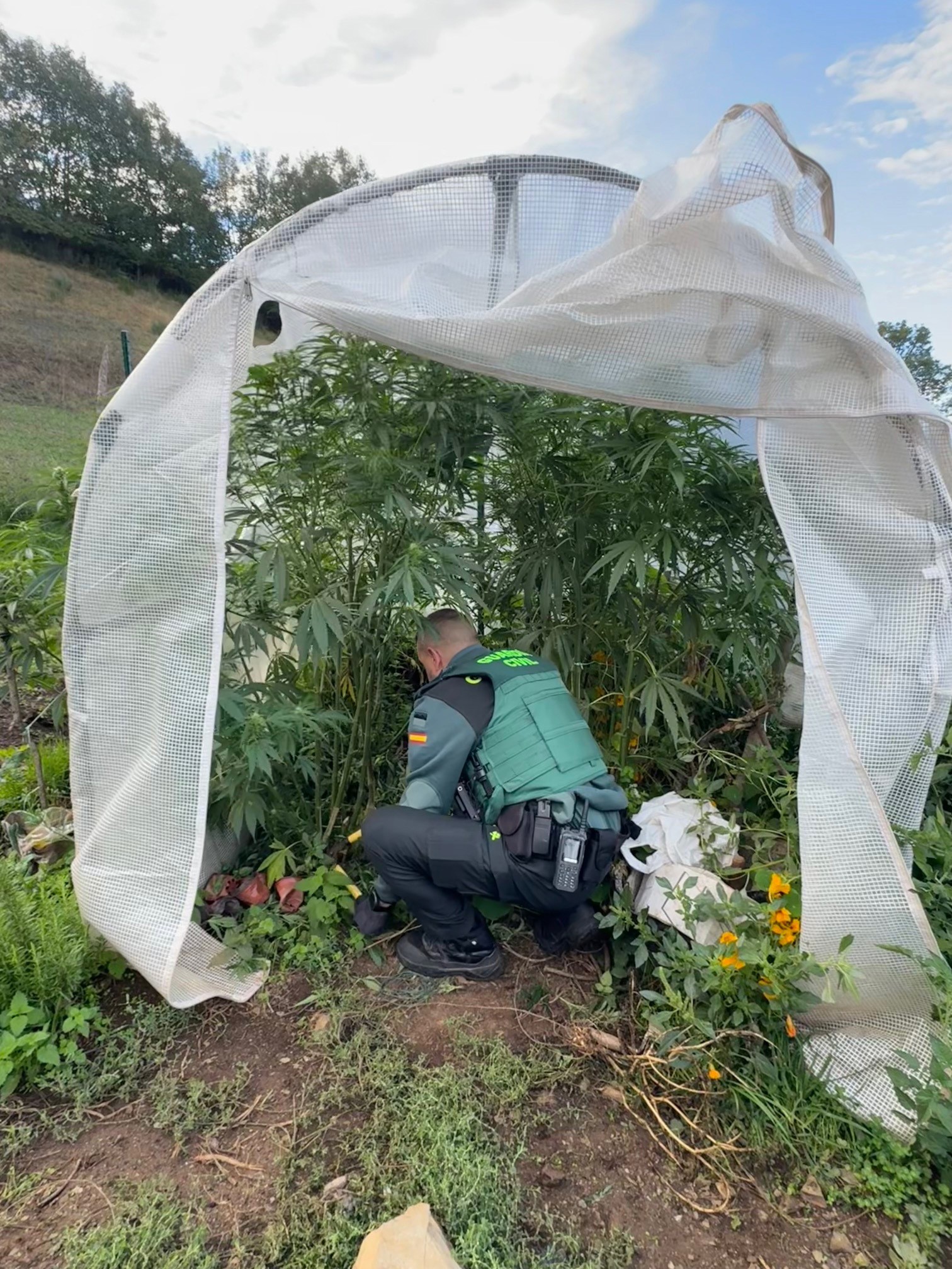 Garda Civil desmantela plantación de cannabis en un invernadero en Las Nogais con 9 kilos de droga incautados