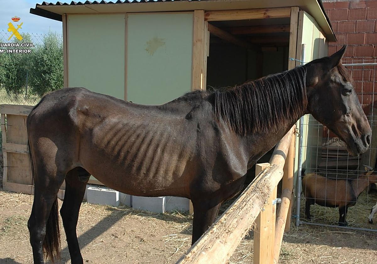Encuentran en Lagunilla del Jubera a un caballo desnutrido y herido en el cuello después de que le intentaran quitar el microchip