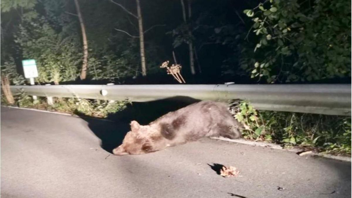 Hallan oso pardo muerto y otro herido por atropello en León