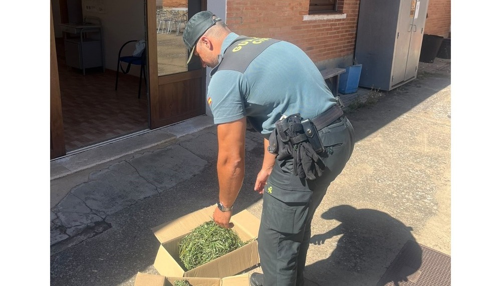 Retiran en Carrión una planta de marihuana de 2,2 metros