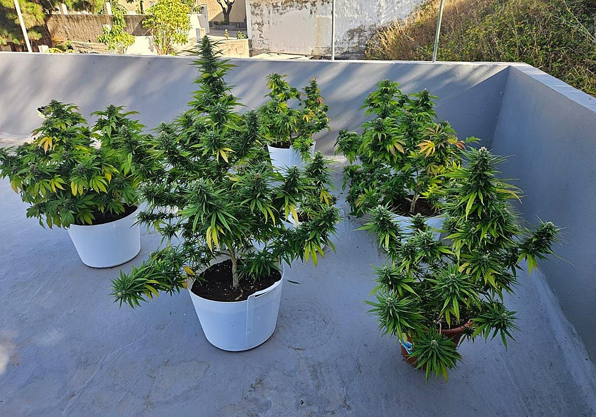 Intervienen 31 plantas de marihuana en una vivienda de Santa Brígida