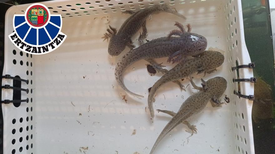 La Ertzaintza investiga a dos personas tras localizar 17 ajolotes, una especie en peligro crítico de extinción