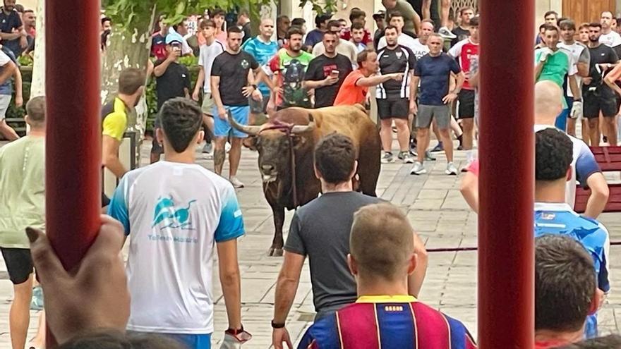 Fallece una joven herida el domingo por el toro con soga de Lodosa