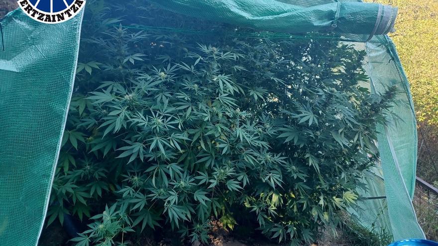 Detenidos dos responsables de plantaciones de marihuana en Aretxabaleta y Urkabustaiz