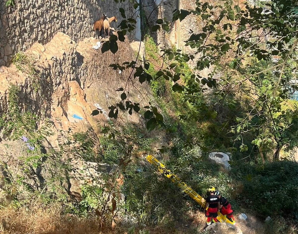 Ovejas atrapadas en un rascacielos logran escapar por sí mismas ante la sorpresa de los bomberos