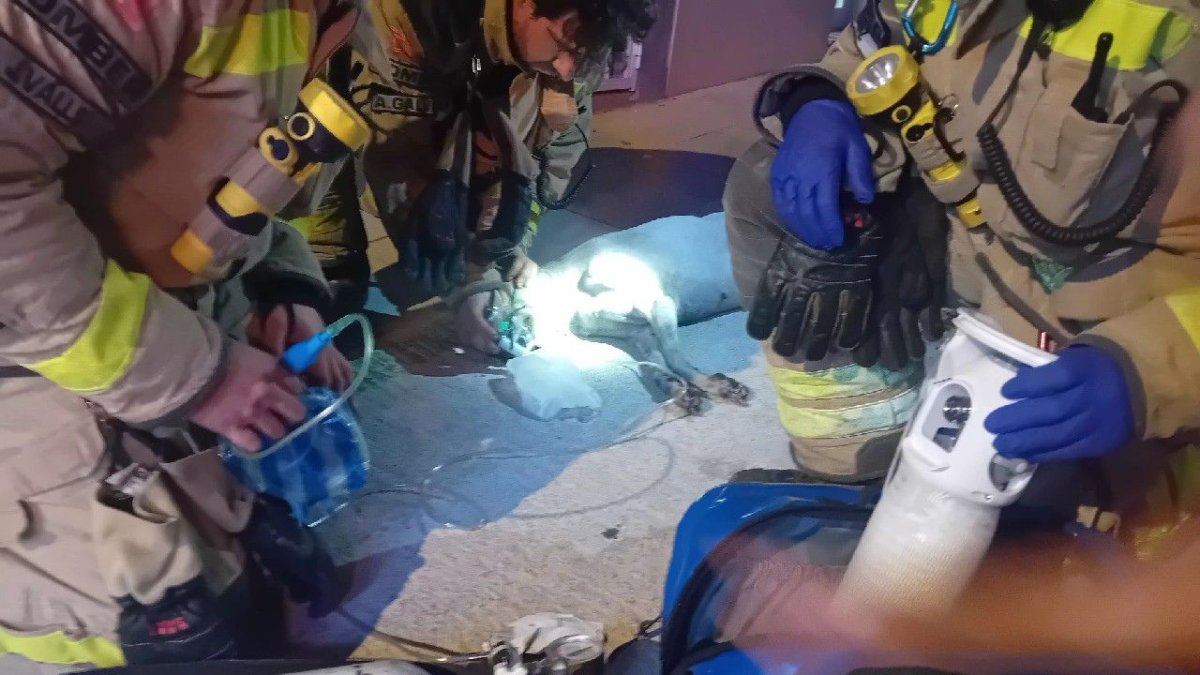 Rescatan a un perro inconsciente en la azotea durante un incendio en Tortosa