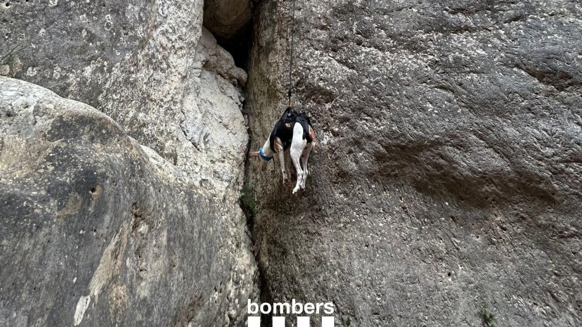 Rescate Heroico: Bombers Salva a Dos Perros Atrapados en el Parc Natural dels Ports