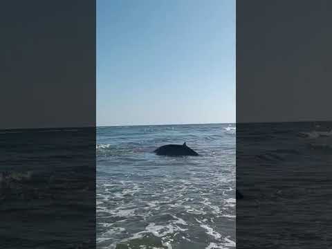 Un delf&iacute;n de grandes dimensiones aparece encallado en una playa de Punta Umbr&iacute;a