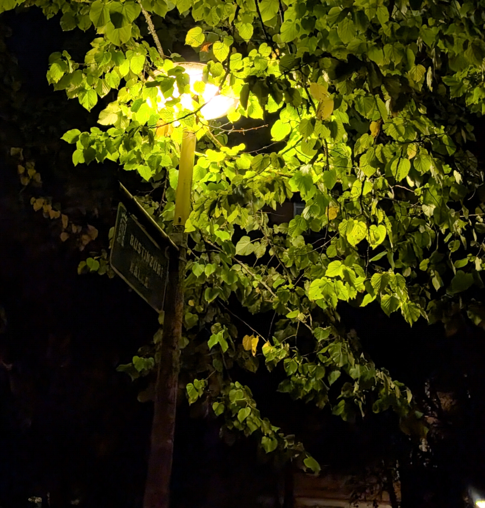 Guerra de árboles contra farolas en Vitoria ¡Se las tragan!