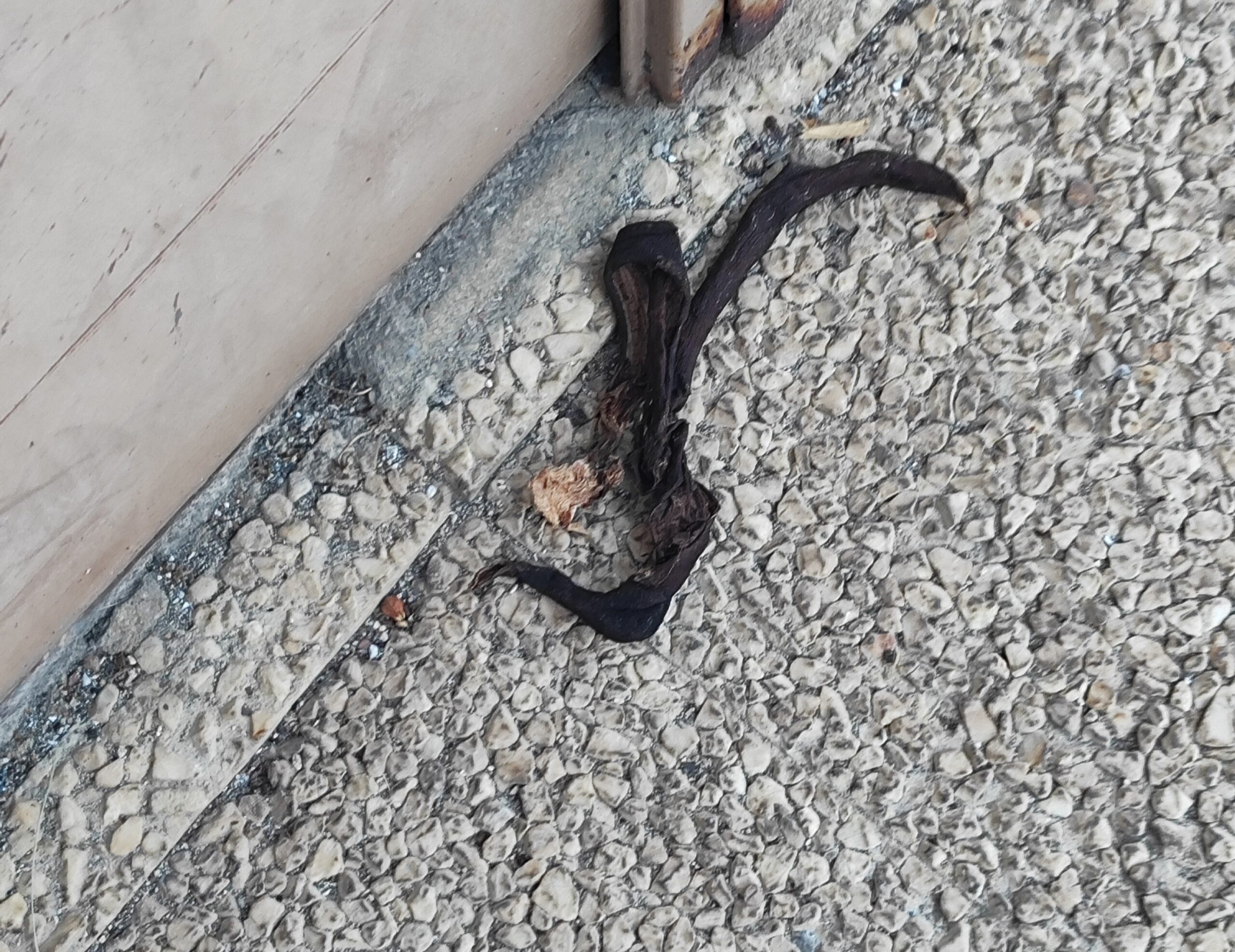 Inmortal cáscara de plátano en Vitoria