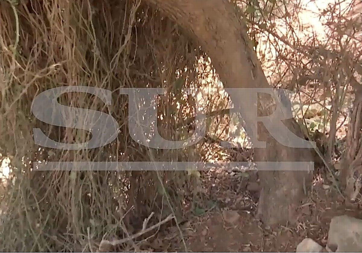 Ligan el caso de la joven atada a un árbol en Alhaurín de la Torre con otro caso de violencia de género cometido por su padre