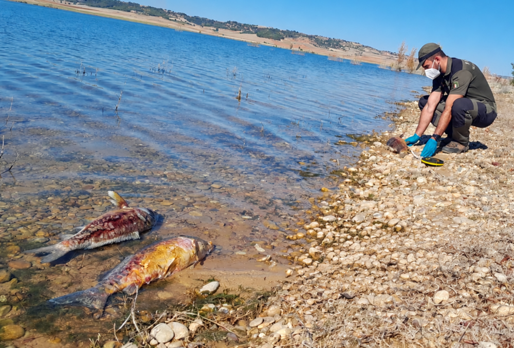 Agentes Medioambientales investigan misteriosa muerte de carpas en embalse de Alarcón