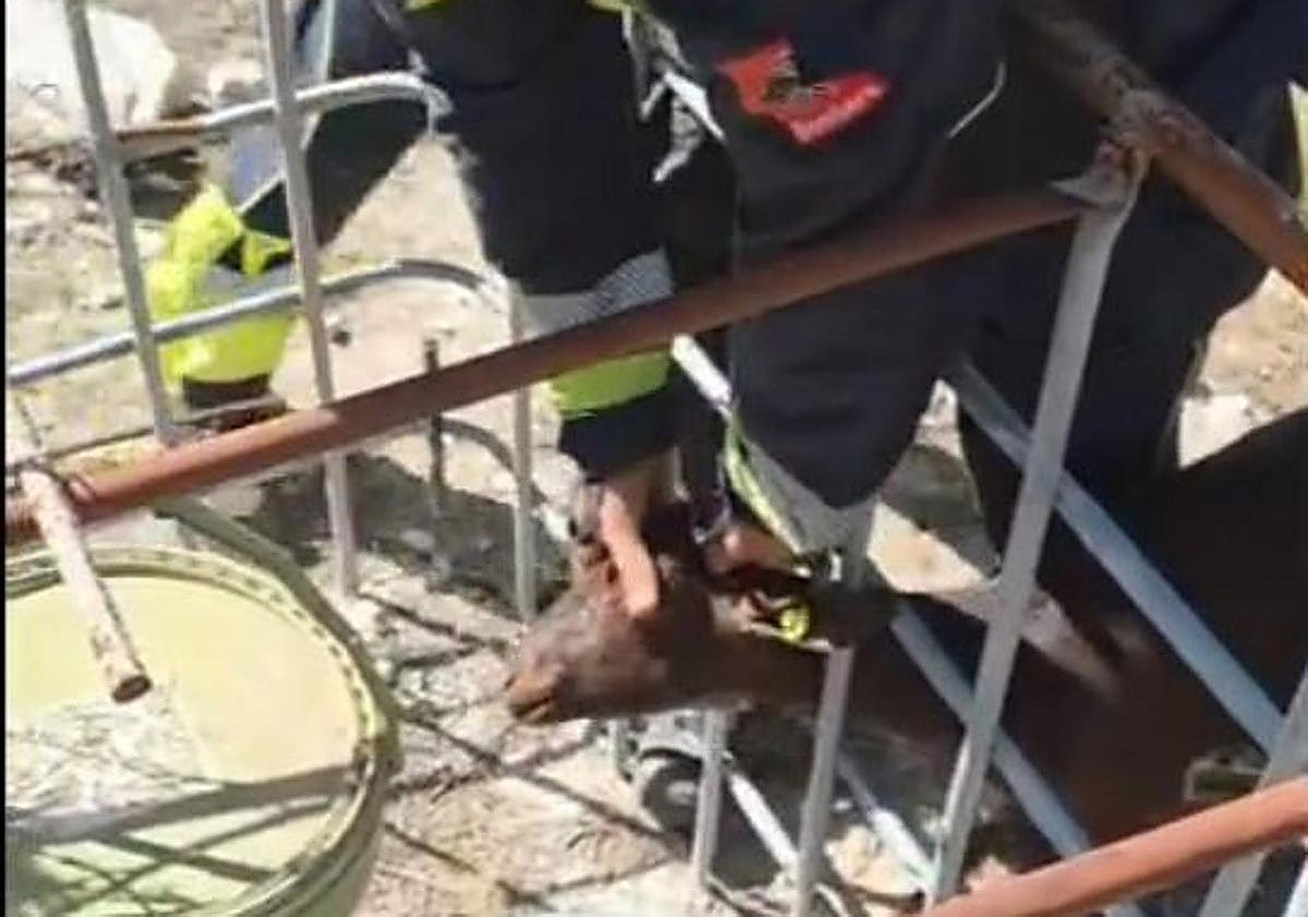El angustioso rescate de una pequeña cabra atrapada por la cabeza en un enrejado en Petrer