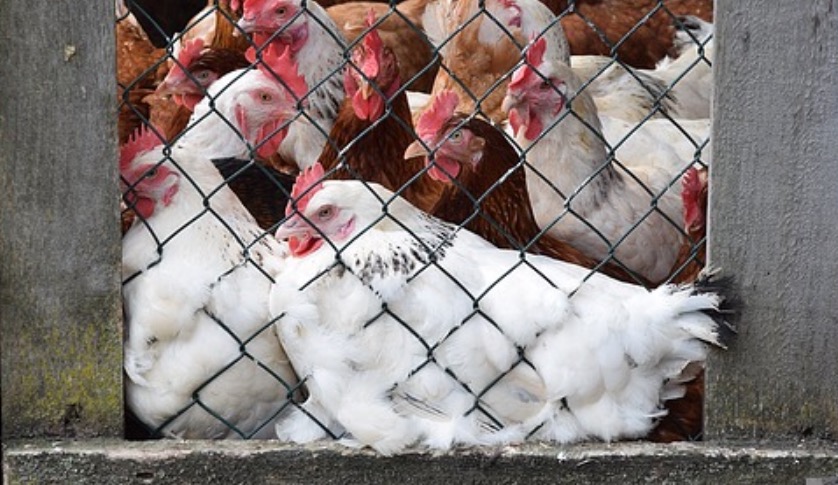Los bomberos de Vitoria rescatan dos gallinas